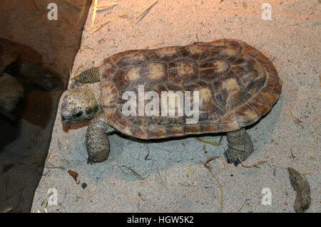 African Pancake tortoise (Malacochersus tornieri, Testudo tornieri), native to Kenya & Tanzania Stock Photo