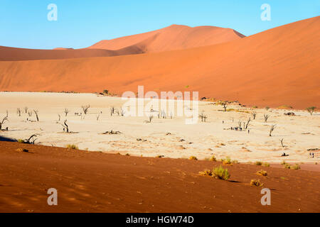 Dead camel thorn trees, Dead vlei, Namib-Naukluft Park, Namib Desert, Namibia, (Acacia erioloba) Stock Photo