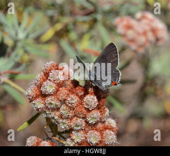 Gray hairstreak butterfly on Santa Cruz Island Buckwheat, San Diego, California Stock Photo