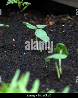 Close up of Okra seedlings sprouting from the ground Stock Photo - Alamy