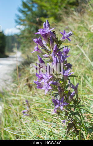 Chiltern gentian, Werdenfelser Land, Alps, Upper Bavaria, Garmisch-Partenkirchen, Karwendel mountains, Mittenwald, Germany, (Gentianella germanica) Stock Photo