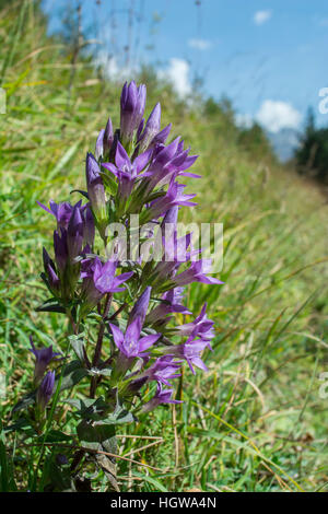 Chiltern gentian, Werdenfelser Land, Alps, Upper Bavaria, Garmisch-Partenkirchen, Karwendel mountains, Mittenwald, Germany, (Gentianella germanica) Stock Photo