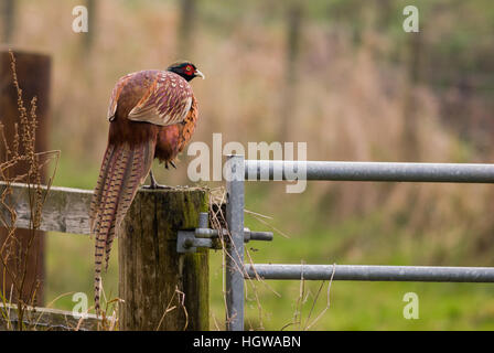 A male Ring-necked pheasant (Phasianus colchicus) stands on one leg as it rests on a wooden gatepost next to a metal gate Stock Photo