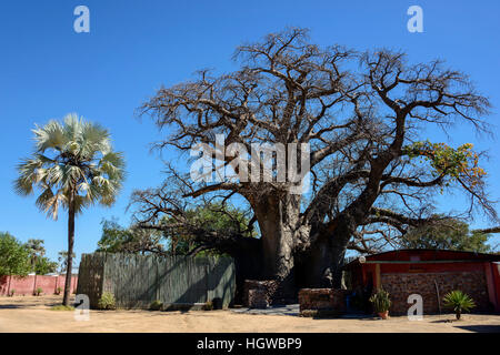 Ombalantu Baobab Tree, Outapi, Namibia, (Adansonia digitata) Stock Photo
