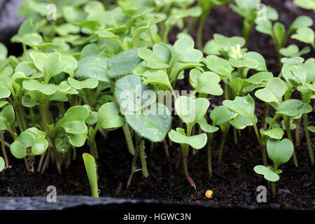 Choy Sum seedlings sprouting on garden bed Stock Photo