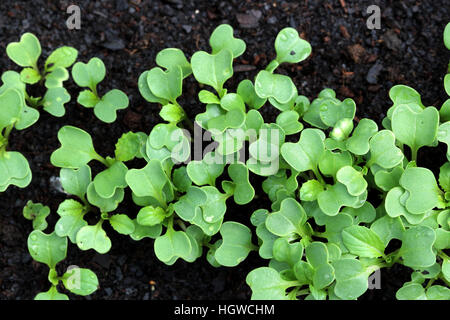 Close up of Choy Sum seedlings sprouting on garden bed Stock Photo