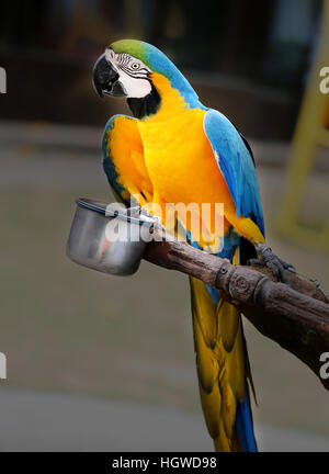 Fun photo with big beautiful macaw parrot Stock Photo