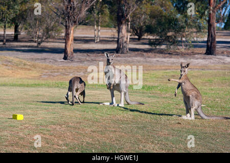 The red kangaroos Macropus rufus on a Melbourne Australia golf course Stock Photo