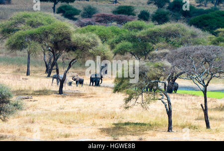 Herd of elephants under Acacia trees near pond Stock Photo