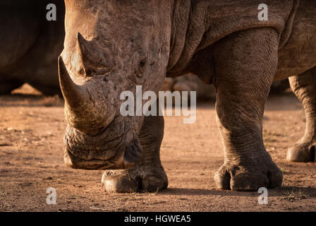 Aggressive looking horned male white rhino close-up with head close to the ground in Mantobeni game reserve South Africa Stock Photo