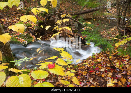 Upper Falls in Dixville Notch State Park, New Hampshire. Fall. Stock Photo