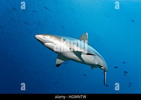 Grey reef shark (Carcharhinus amblyrhynchos) swims through shoal with red-toothed triggerfish (Odonus niger), Lhaviyani Atoll Stock Photo