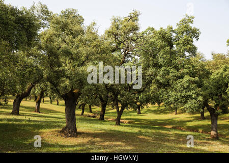 Dehesa pasture with holm oaks (Quercus ilex), Sierra de Aracena, Huelva province, Andalusia, Spain Stock Photo