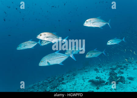 School of bluefin trevally (Caranx melampygus), chasing small fish on coral reef, Lhaviyani Atoll, Maldives Stock Photo