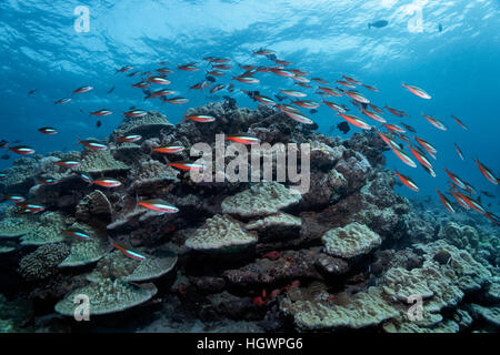 School of neon fusiliers (Pterocaesio tile), swimming over coral reef, Lhaviyani Atoll, Maldives Stock Photo