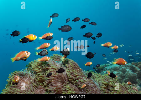 School of pink skunk clownfish (Amphiprion perideraion), with threespot dascyllus fish (Dascyllus trimaculatus), swimming over Stock Photo