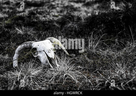 A largely black and white image of a ram's skull on the grass with hints of green colour throughout Stock Photo