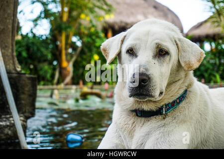 A closeup of a golden labrador retriever looking away from the camera next to a pond Stock Photo