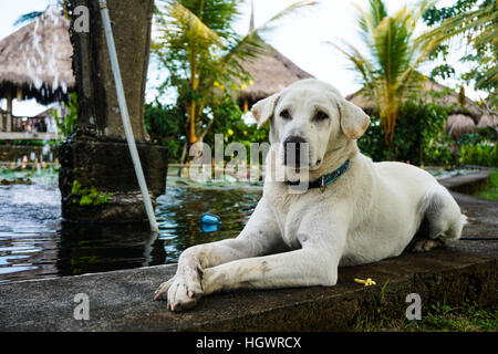 A golden labrador retriever lies down next to a pond with its paws outstretched Stock Photo