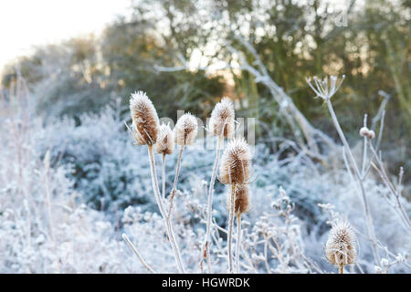 Frosted Teasel (Dipsacus fullonum) dead conical flower heads. Stock Photo