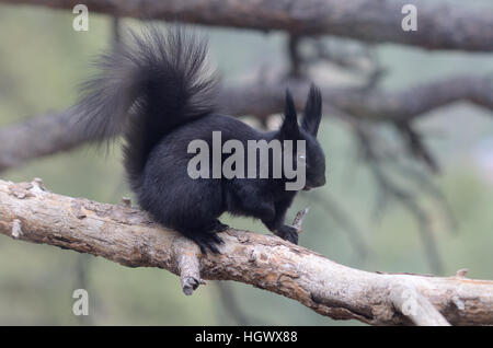 Abert's Squirrel, Sciurus aberti ferreus Stock Photo