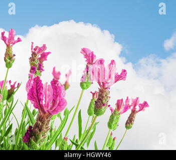 Bush of lavender against cloudy sky background.Selective focus. Stock Photo