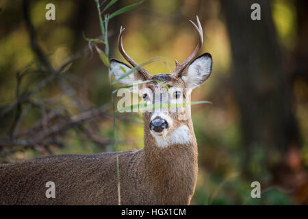 A young Whitetail deer buck stands behind a small green leaf in the forest. Stock Photo