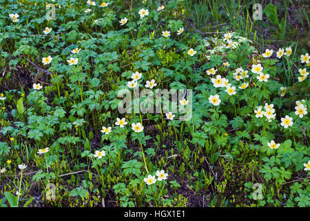 American globeflower Trollius albiflorus Rocky Mountain National Park Colorado USA June 2015 Stock Photo