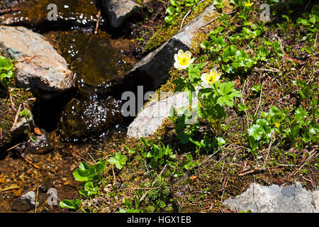 American globeflower Trollius albiflorus in wet area on roadside bank Rocky Mountain National Park Colorado June 2015 Stock Photo