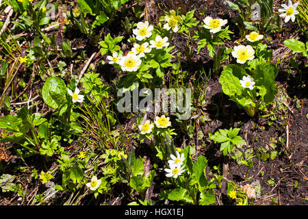 American globeflower Trollius albiflorus and White marsh marigold Psychrophila leptosepala in wet area on roadside bank Rocky Mountain National Park C Stock Photo