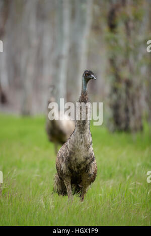 Emu (Dromaius novaehollandiae) - Australia Stock Photo