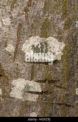 Lichen Lecidella elaeochroma on bark of tree, Alblasserdam, South Holland, Netherlands Stock Photo