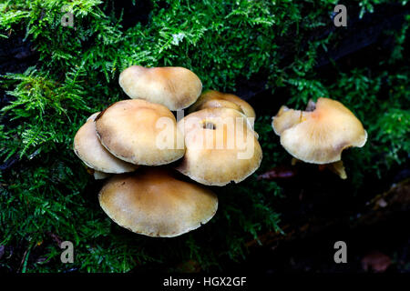Sulphur Tuft Hypholoma fasiculare growing on moss covered fallen dead tree trunk Stock Photo