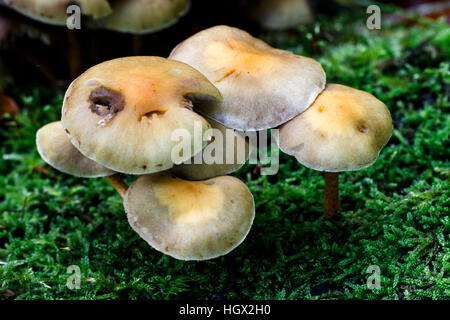 Sulphur Tuft Hypholoma fasiculare growing on moss covered fallen dead tree trunk Stock Photo