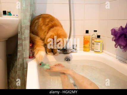 A ginger kitten/cat balances on the edge of a bath tub whilst a woman is bathing.