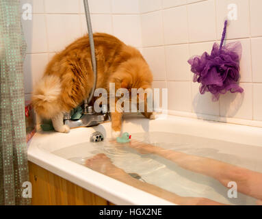 A ginger kitten/cat balances on the edge of a bath tub whilst a woman is bathing.