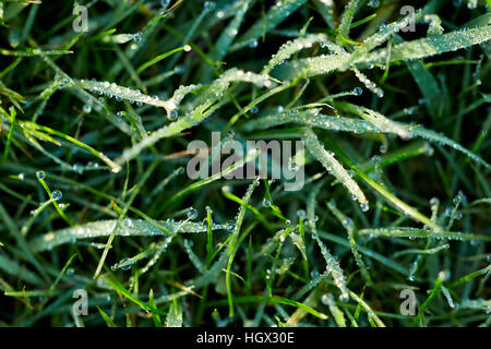 Blades of grass covered in dew