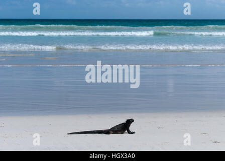 Marina Iguana on the beach, Galapagos Islands, Ecuador, South America Stock Photo