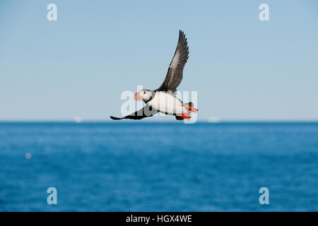 Atlantic puffin flying near a small island near Thule, Greenland Stock Photo