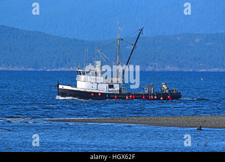 Fishing boat in the GeorgiaI Strait BC searching  for  shoals of Herring (Clupea pallas).  SCO 11,614. Stock Photo