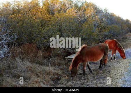 Wild Horses Assateague Island, Maryland USA Stock Photo