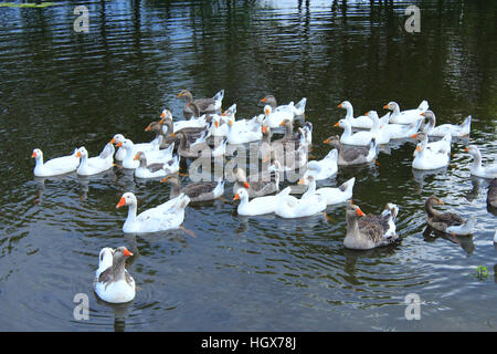hatch of domestic white geese swimming on the water Stock Photo