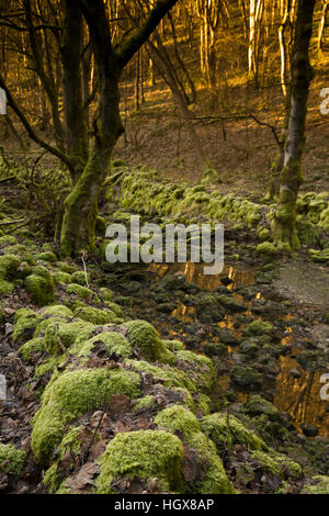 UK, England, Derbyshire, Cressbrook Dale in winter, mossy wall and trees beside stream Stock Photo