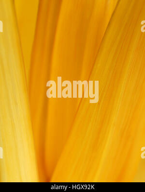 Chard Stock Photo