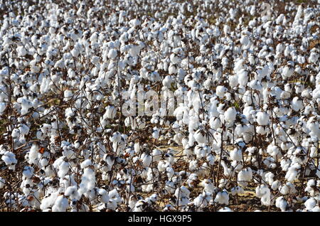 Cotton in the field in rural North Carolina Stock Photo