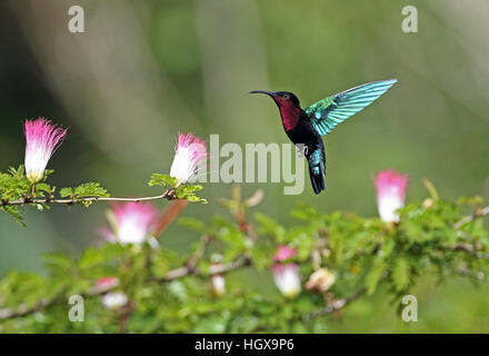 Purple-throated Carib (Eulampis jugularis) adult hovering at flower  Fond Doux plantation, St Lucia, Lesser Antilles    November Stock Photo
