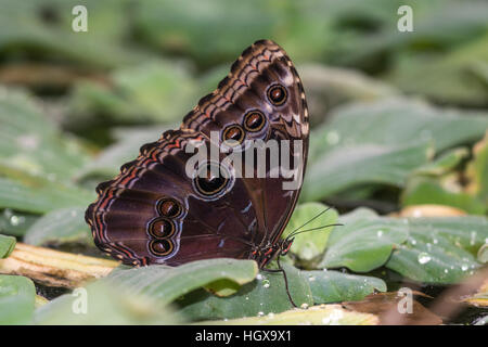 Close-up of a large blue morpho butterfly at The Living Rainforest, Berkshire, UK Stock Photo