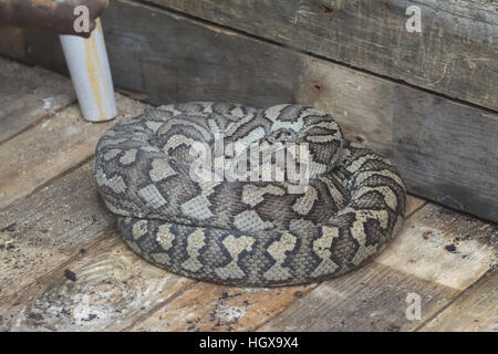 Carpet python (Morelia spilota) coiled up on wooden floor - captive Stock Photo