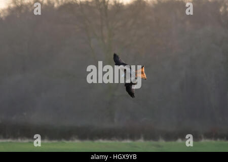 Red kite (Milvus milvus) in flight over field - back-lit at sunset Stock Photo