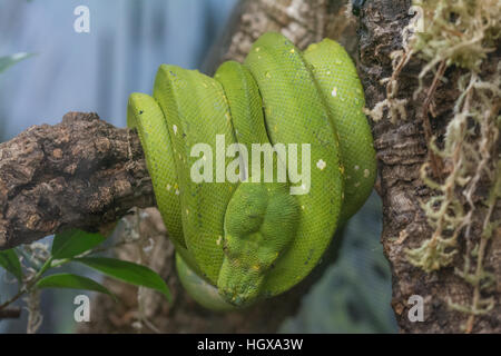 Green tree python (Morelia viridis) - captive Stock Photo